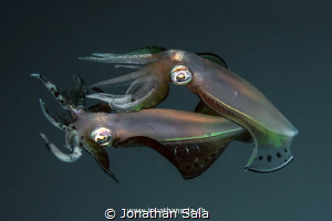 Mating Squids by Jonathan Sala 